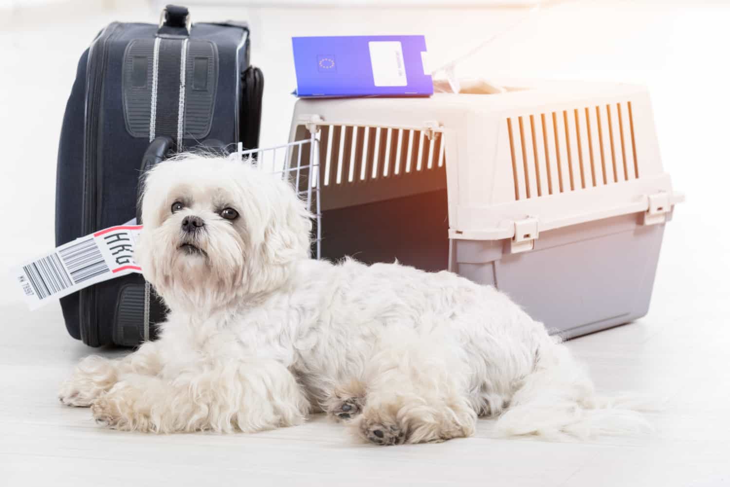 Fluffy white dog waiting at the airport with an airline pet carrier and luggage in the background
