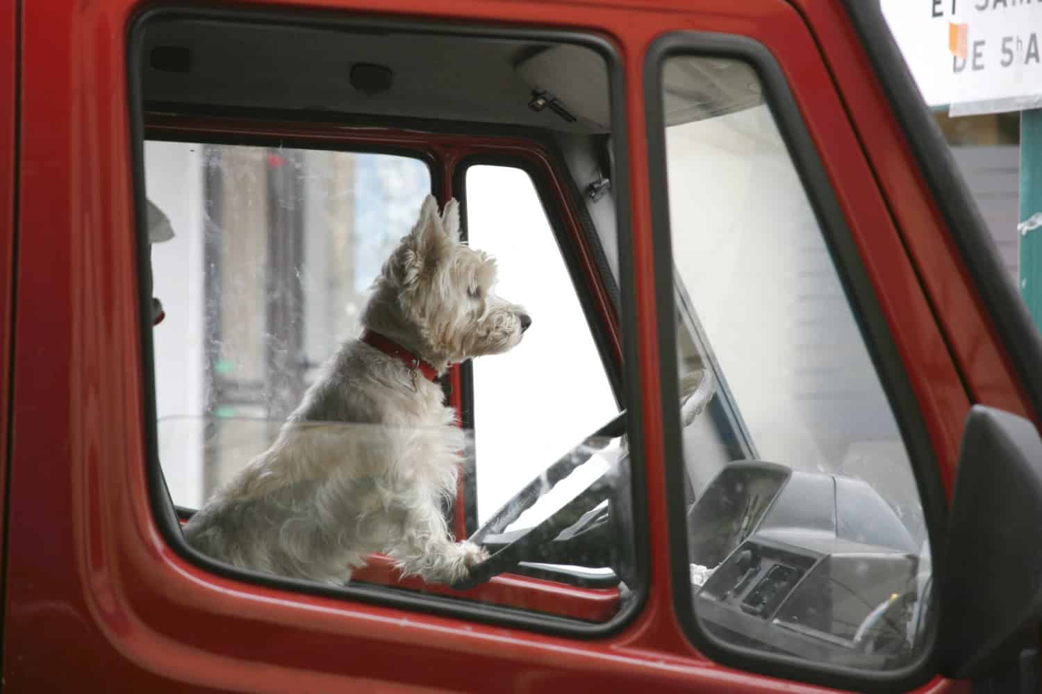 White terrier on the steering wheel of a red truck parked in front of a cinema, suitable for pets