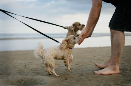 A man greets two strange dogs for the first time on the beach