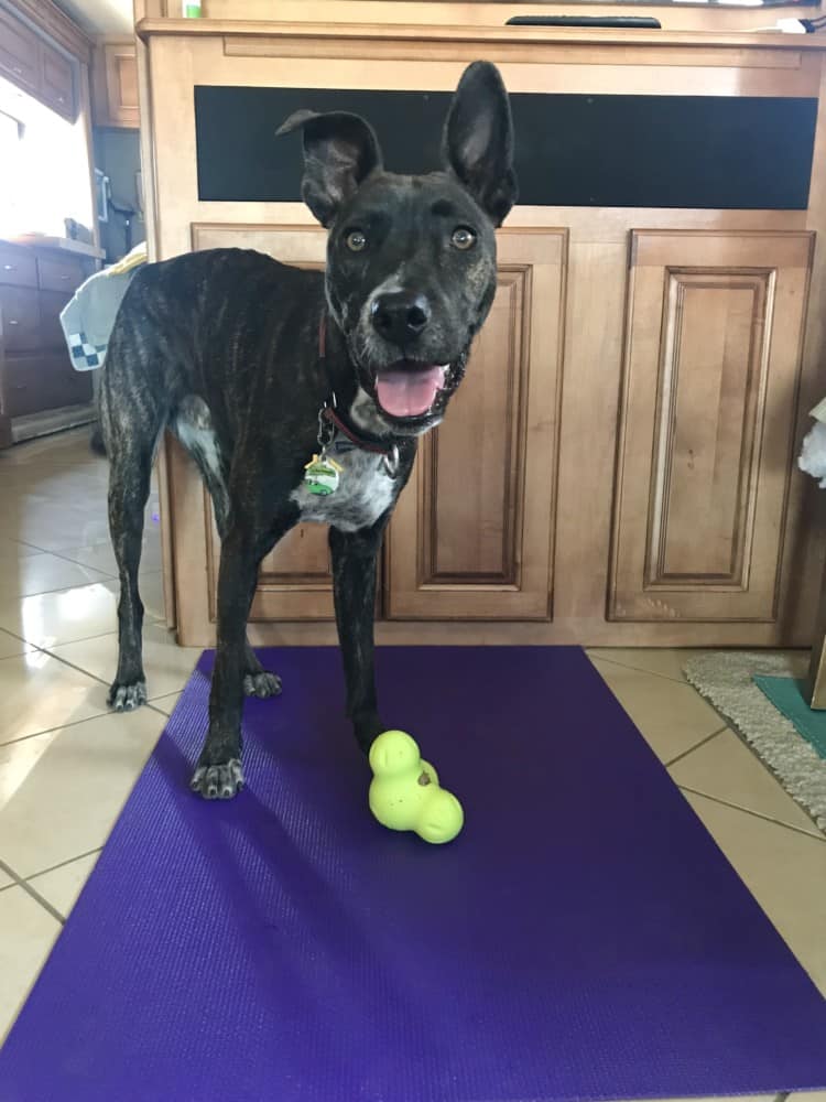 Tiger dog on a yoga mat with a plush toy
